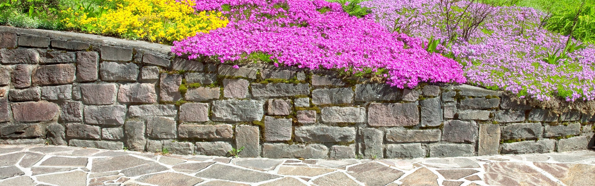 A stone retaining wall curves right, topped with bright pink flowers.