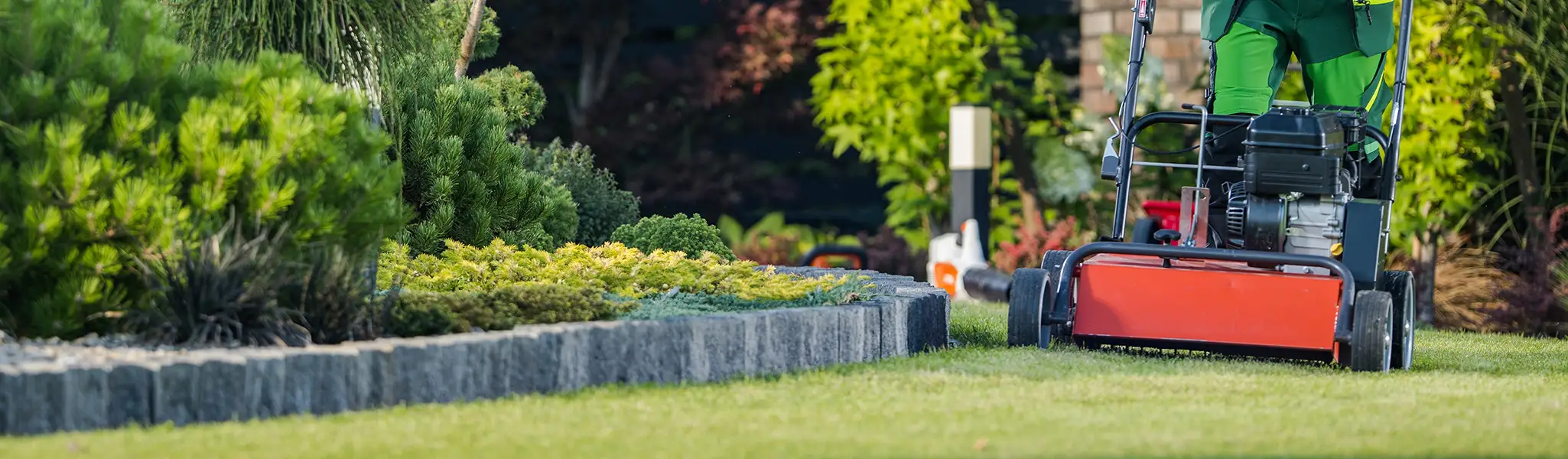 A person in green attire operates a red lawn aerator on a green lawn, pushing it among landscaped bushes and a stone border.